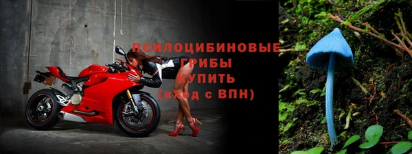 прущие грибы Вяземский